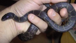 New Nigrita FATTY 003c.jpg