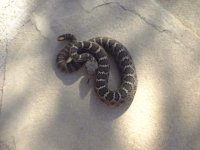 rattlers 004.jpg