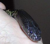 New Nigrita FATTY 004c.jpg