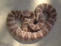 rattlers 006.jpg