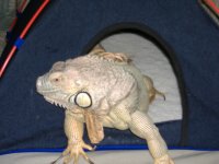 LUCA 029.jpg