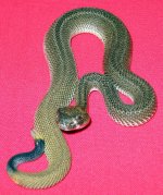 06' Patternless atrox1.jpg