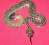 06' Patternless atrox2.jpg