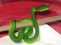 06' Female White-lipped Viper.jpg