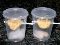 20050331arupair.jpg