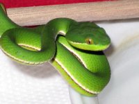 06' Male White-lipped Viper.jpg