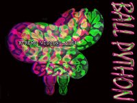 ball python 1 small.jpg
