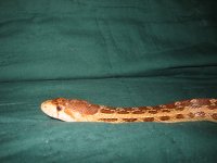 img_0082.jpg
