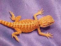 sandfire baby3.jpg
