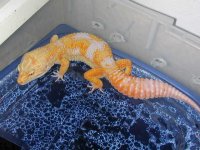geckos 021.jpg