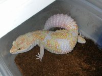 geckos 025.jpg