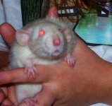 rat1.jpg