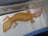 geckos 024.jpg