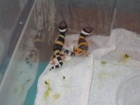 2 baby bros.jpg