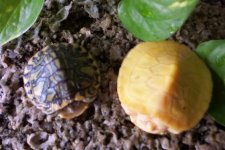 pastel and albino.jpg