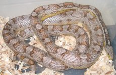 20060221ghmale0003.JPG