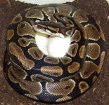 BP1eggs2small.jpg