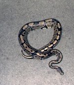 male ball-.jpg