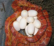 20060408cseggs0001.JPG