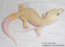 patternless het albino.jpg