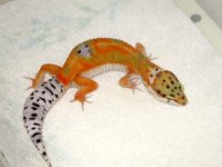 gecko1.jpg