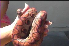 skittles in hand #.jpg