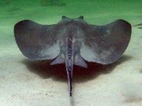 stingray.jpg