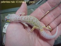 patternless 4.25 inches & 17 gm.jpg