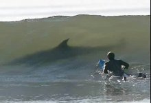 shark.jpg
