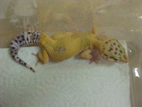 yellow hypo male.jpg