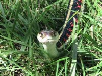 wild snake.jpg