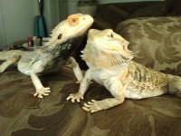 scorch and scarlett.jpg