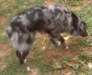 pup1.jpg