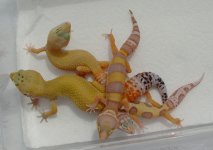 gecko pile.jpg