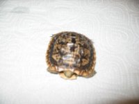 Tortoise Revised 001.jpg