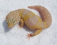 Pink tail.jpg