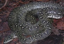 AdultmaleDiamondPython91906[1].JPG