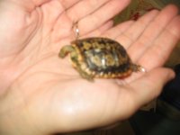 Tortoise Revised 002.jpg