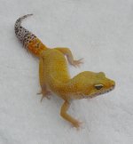 Petco male 2.jpg