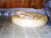 r k konstrictors.jpg