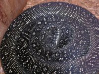 AdultfemaleDiamondPython91906[1].JPG