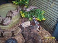 my Marajo, Guyana female cb '03.jpg