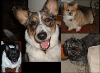 dogcollagesm.jpg