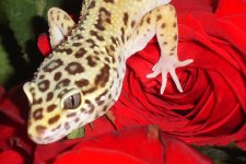 jungle_vday.jpg
