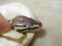 8 in egg.jpg