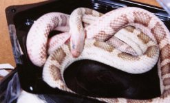 dead snake.jpg