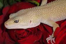 patternless_vday.jpg