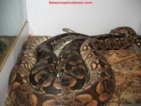 s 20405 #1 Fauna.jpg