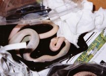 dead snake2.jpg