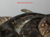 s 20405 #2 Fauna.jpg